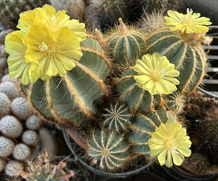Notocactus 10